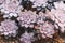 Rosette rosettes of Graptopetalum pentandrum superbum in botanic garden