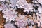 Rosette rosettes of Graptopetalum pentandrum superbum in botanic garden