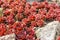 Rosette - Sempervivum arachnoideum - Red Papaver.
