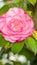 A rosette-shaped camellia flower taken in macro