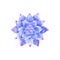 Rosette shaped succulents Echeveria design set. Purple, pink, blue colored flowers on white. Desert decorative plants