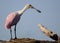 The Rosette Spoonbill