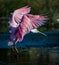 Rosette spoonbill flying with wings spread for landing