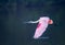 Rosette spoonbill in full breeding colors flying