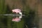 Rosette Spoonbill and its reflection