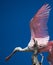 Rosette spoonbill takes flight