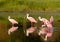 Rosette Spoonbills