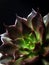 Rosette Succulent