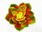 Rosette Succulent small plant picture image Stock Photo