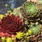Rosette Succulents grouped together. Square. Closeup.