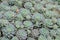 Rosettes of Echeveria in a rock garden