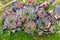 Rosettes Echeveria succulent plants on summer garden. Stonecrop family flowers