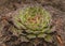 Rosettes  sempervivum  in garden