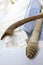 Rosh Hashanah Hashana jewish New Year holiday and Yom Kippur concept with Ram shofar ,horn, Rolled Parchment Scroll, Tallit