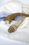 Rosh Hashanah Hashana jewish New Year holiday and Yom Kippur concept with Ram shofar ,horn, Rolled Parchment Scroll, Tallit