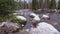 The Roshchinka River in the Lindulovskaya Ship Larch Grove in winter. Natural park, forest and reserve in the Leningrad region