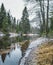 Roshchinka River in the Lindulovskaya Ship Larch Grove in winter. Natural park, forest and reserve in the Leningrad region of Russ