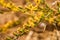 Rosin Weed Calycadenia truncata in bloom, Henry W. Coe State Park, California