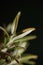 Rosmarinus officinalis leaves macro family lamiaceae modern background high quality big size botanical print