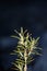 Rosmarinus officinalis leaves macro family lamiaceae modern background high quality big size botanical print