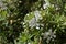 Rosmarinus officinalis or Salvia rosmarinus or Rosemary with white flowers