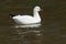 Ross's Goose - Anser rossii