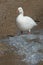 Ross's Goose - Anser rossii