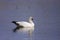 Ross`s Goose Swims  812088