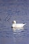 Ross`s Goose Swims  812095