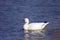 Ross`s Goose Swims  812105