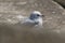 Ross`s Gull on a pier