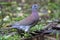 Rosse Duif, Pale-vented Pigeon, Patagioenas cayennensis tobagens