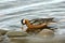 Rosse Franjepoot; Grey Phalarope; Phalaropus fulicarius