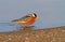 Rosse Franjepoot, Red Phalarope, Phalaropus fulicarius