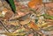 Rosse Lijsterdikkop, Little Shrike-thrush, Colluricincla megarhyncha