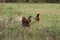 Roster and chicken walking through tall grass