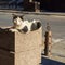 Rostov-on-Don, Russia - April 7, 2020: stray cat lies on a litter bin. Street cat