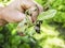 Rosy Apple Aphid, Dysaphis Plantaginea, plant disease, Detail of affected leaf