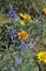 Rosy Balsam and Lupine Species, Shrub Steppe Jewels, Horse Heaven Hills, Eastern Washington State