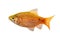 Rosy Barb Male Pethia conchonius freshwater tropical aquarium fish