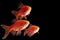 Rosy Barb Pethia fish on black