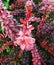 Rosy barberry bush with spikes