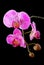 Rosy beautiful orchid branch isolated on black