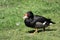 Rosy-billed duck