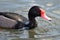 Rosy billed pochard