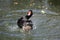 Rosy-Billed Pochard