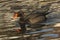 The rosy-billed pochard Netta peposaca.