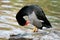 Rosy-billed pochard - Netta peposaca