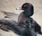 Rosy-billed pochard or Rosybill Pochard duck with flapping wings