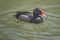 Rosy-billed pochard, rosybill, rosybill pochard, Netta peposaca. Diving duck with a distinctive red bill